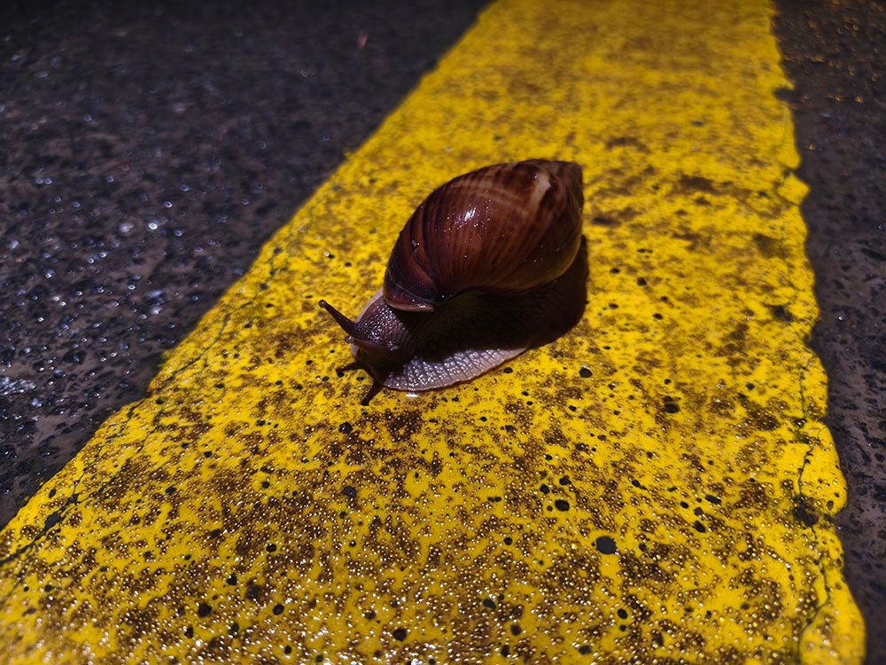 大小洞天：偶遇大蜗牛