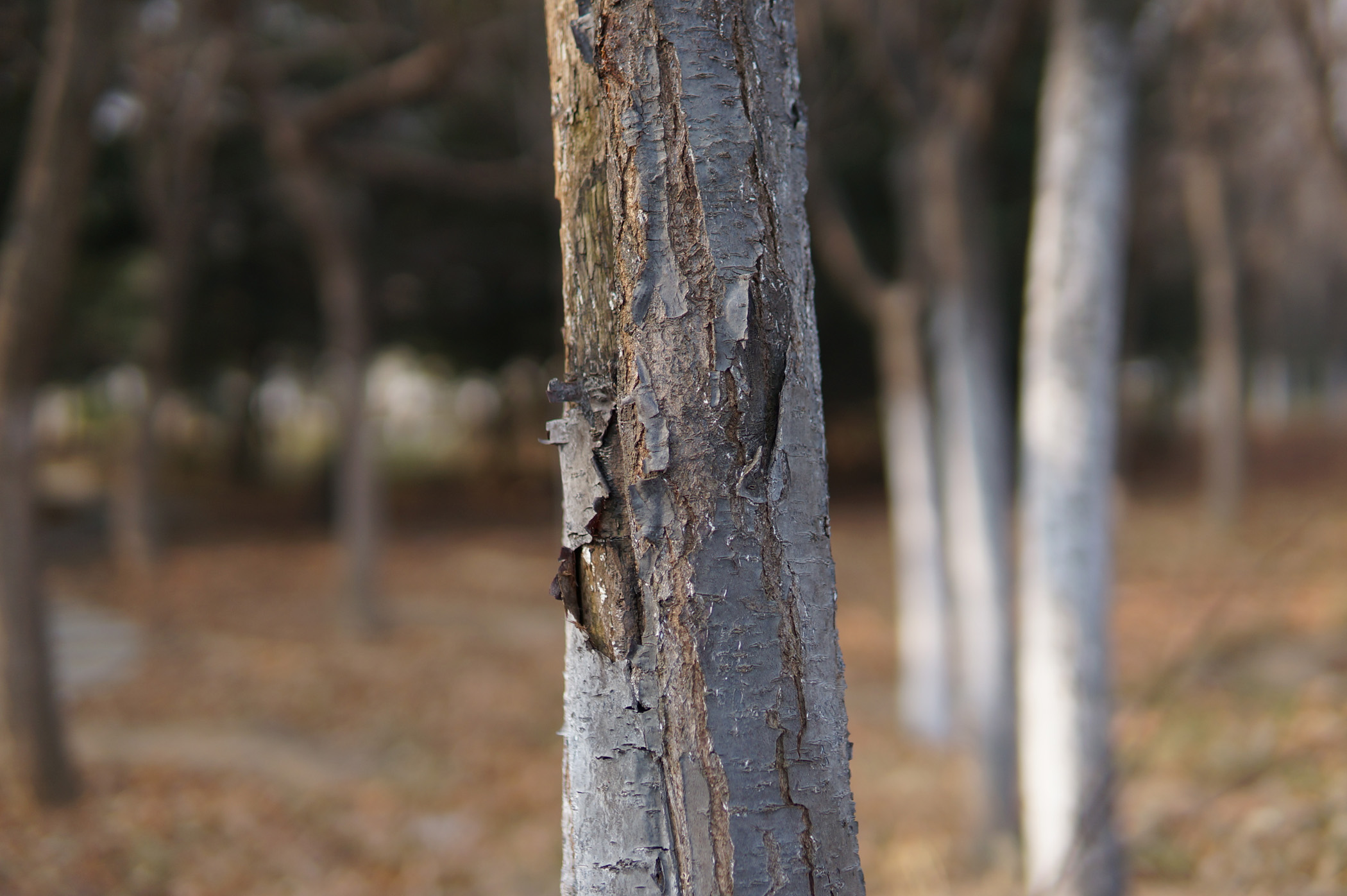 SIGMA E30F1.4